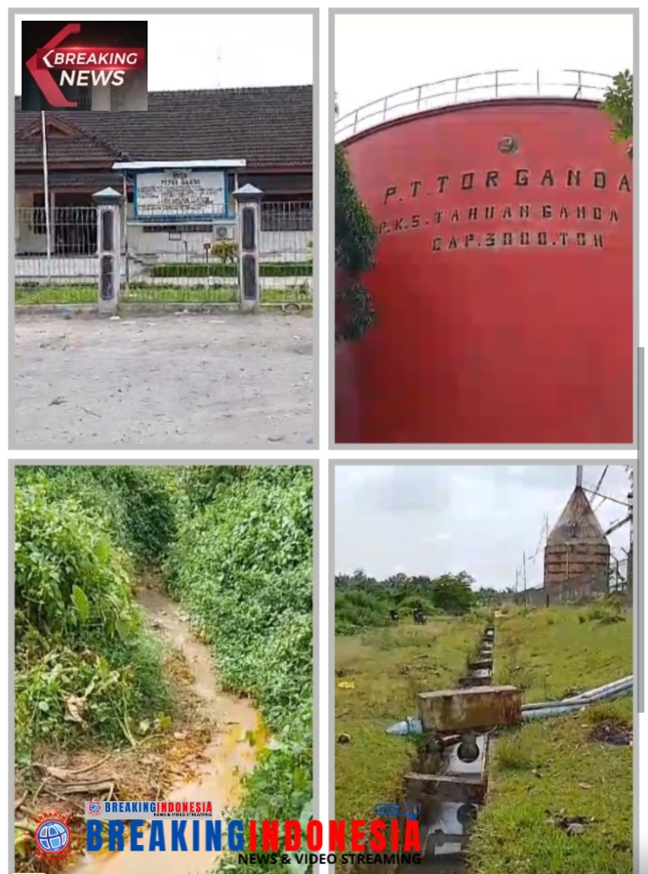 Diduga Kebal Hukum PT. Torganda Perkebunan Tahuan Ganda Aek Korsik Lagi -lagi Melakukan Pencemaran Lingkungan Hidup
