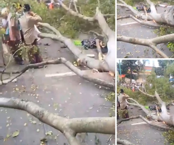 Pohon Beringin Tumbang di Alun – alun Pemalang, Tiga Jemaah Meninggal Dunia