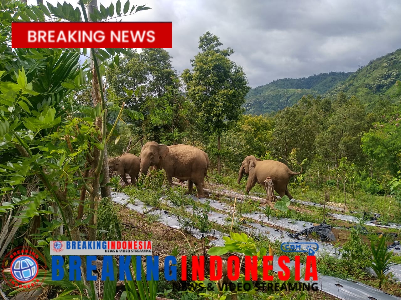 Gajah Liar Kembali Memasuki Pemukiman Warga Tangse, Pidie