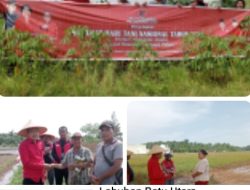 Ketua DPC PDI -Perjuangan Labura Bersama Sekretaris Turun Kesawah Menyapa Petani