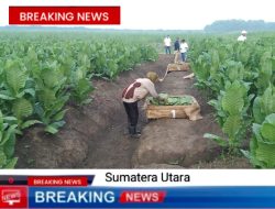 PTPN Cadangkan 500 Hektare Lahan Untuk Hidupkan Kembali Kejayaan Tembakau Deli