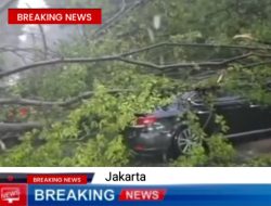 Hujan Disertai Angin Tumbangkan Pohon dan Menimpa 5 Mobil