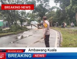 Cuaca Ekstrem Hujan di Sertai Angin Tumbangkan Pohon