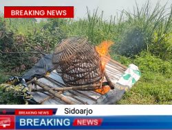 Polisi Bakar Arena Sabung Ayam di Jatikalang Kecamatan Prambon