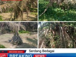 Diduga Melalaikan SOP Perawatan Tanaman Sehingga Sebagian Tanaman Kelapa Sawit Diserang Hama dan Mati di AfD 1