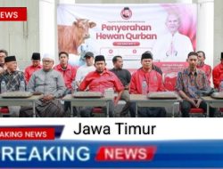 DPD PDI-Perjuangan Jawa Timur Membagikan 485 Sapi Kurban