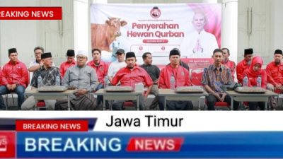 DPD PDI-Perjuangan Jawa Timur Membagikan 485 Sapi Kurban